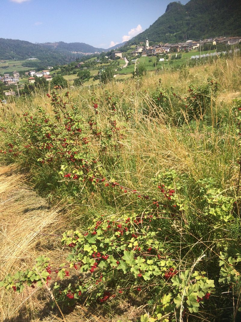 piante ribes rosso raccolta