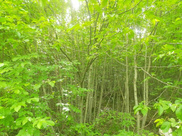 bosco-alta-e-basso-fusto