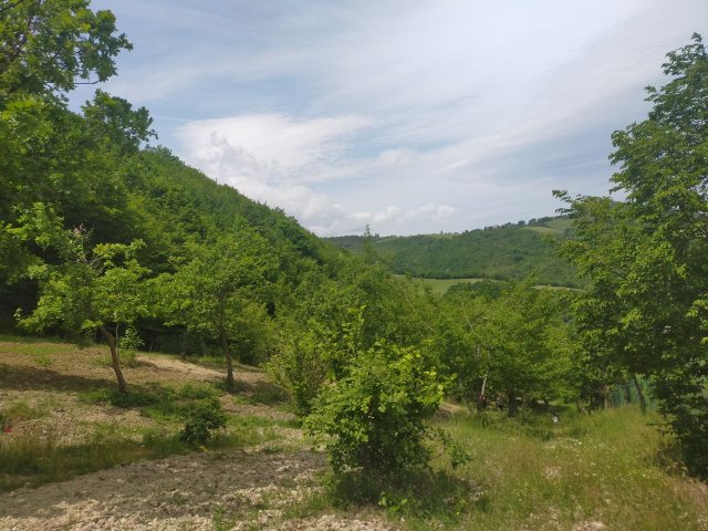 bosco-terreno-siliceo