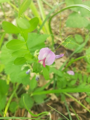 fiore-calcare-marte-saturno