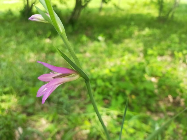 fiore-violetto-marte-saturno