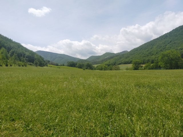 podere-diversificato-grano