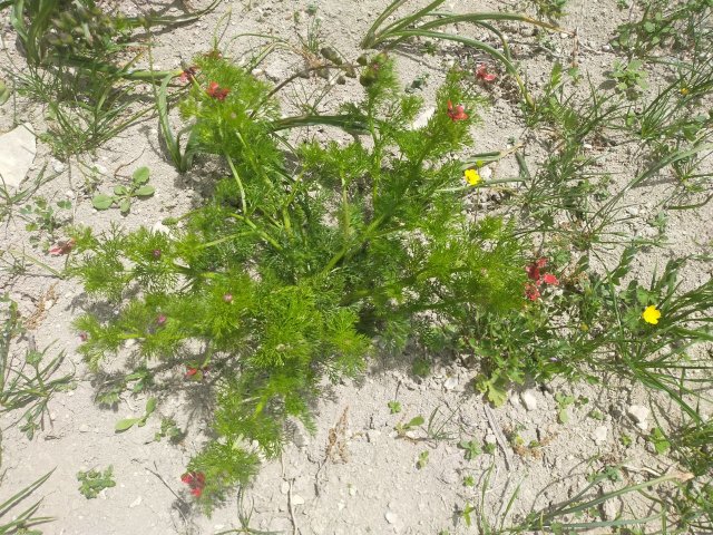 terreno-sabbioso-calcare-silice