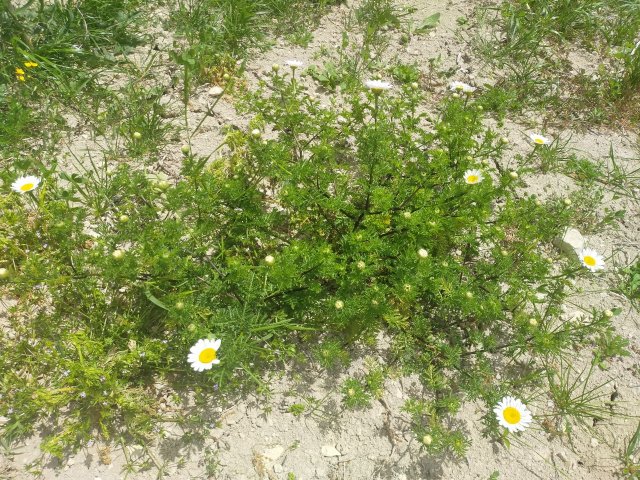 terreno-sabbioso-calcareo